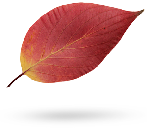 HOME_Blatt