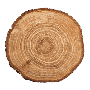 HOME_Baum