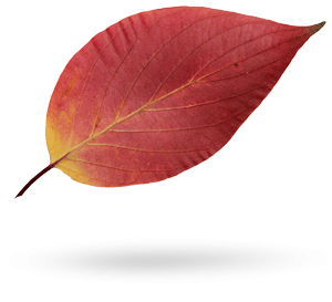 HOME_Blatt